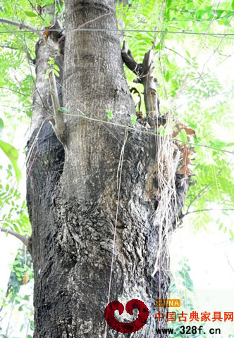 鐵刀木：被燒掉的“搖錢樹”