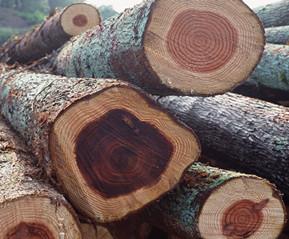 微凹黃檀簡(jiǎn)介