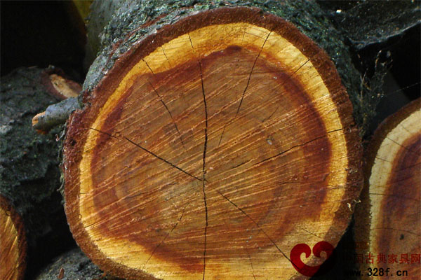 伯利茲黃檀木材賞析