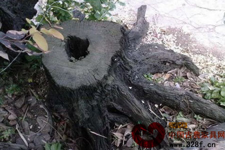 木材鑒賞之蓬塞烏木