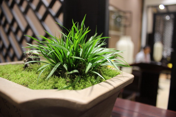 綠植生生不息 賦予紅木展廳生命力