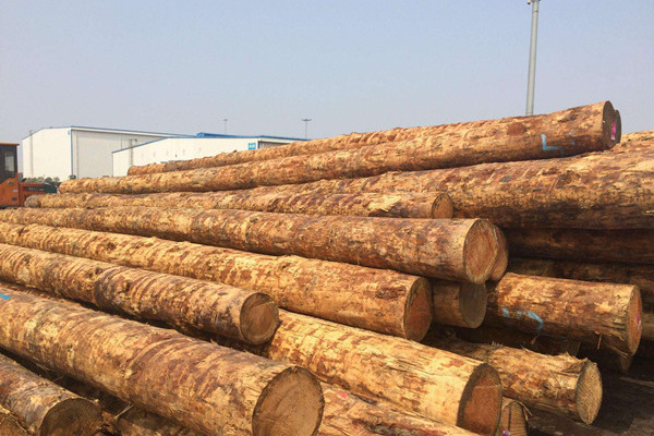 許美琪：中美貿易摩擦下，美國硬木對華出口前景幾何？