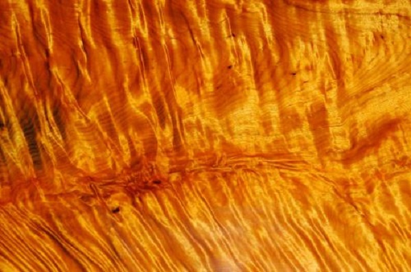 金絲楠木的入門知識大全