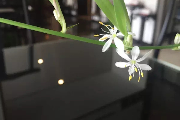 紫光檀的美是低調(diào)的，深沉的