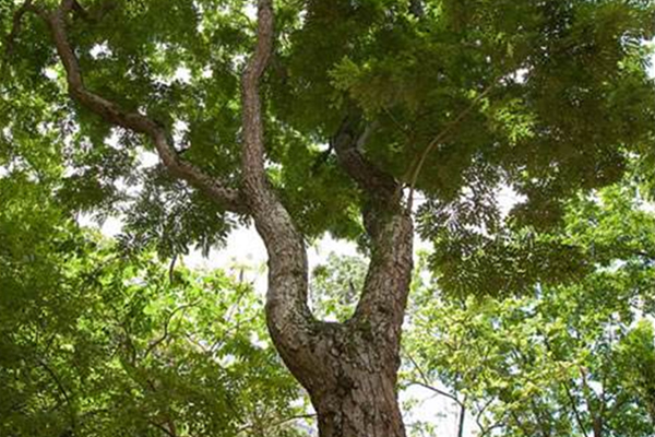 海南黃花梨的藥用價值